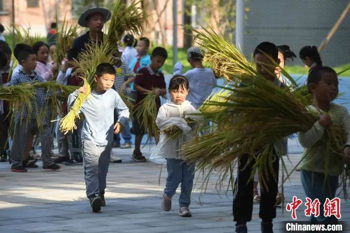 資料圖：小學生們體驗收割水稻。陳超 攝